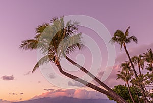 Palm trees at Sunset on a Maui Beach