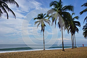 Palm trees on the beach in Togo