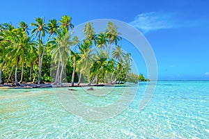 Palm trees on the beach. Travel and tourism concept. Tahaa, Raiatea, French Polynesia.