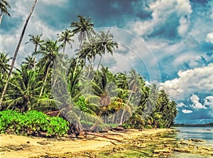 Palm trees on the beach of a tropical island