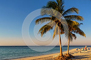 Palm trees on the beach of a tropical island in Cuba Cajo Jutia photo