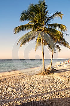 Palm trees on the beach of a tropical island in Cuba Cajo Jutia photo