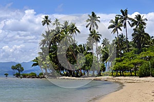 Palm trees on a beach, Vanua Levu island, Fiji