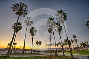 Palm trees on the beach in Venice Beach, California photo