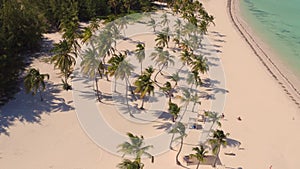 Palm trees on the beach view from above