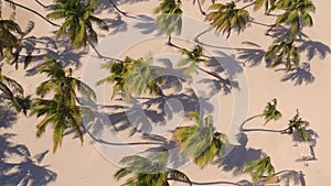 Palm trees on the beach view from above