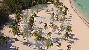 Palm trees on the beach view from above