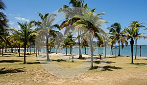 palm trees in beach in Vitoria city on summer daytime. Espirito Santo, Brazil