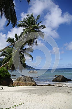 Palm trees at Beau Vallon beach, Seychelles