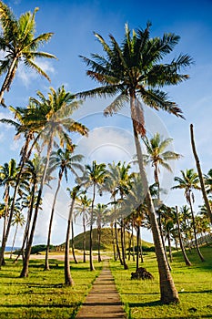 Palm trees on the beautiful Anakena beach, Easter Island