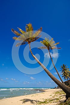 Palm trees and a beautiful beach