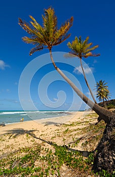 Palm trees and a beautiful beach