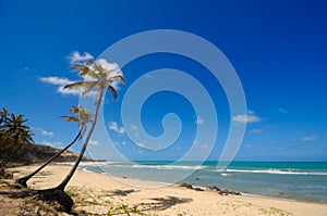 Palm trees and a beautiful beach