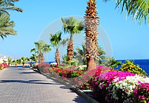 Palm trees,beautiful blooming flowers and footway in tropical garden on Red sea coast. photo