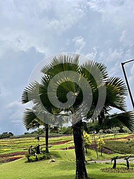 Palm trees at beautiful citypark with a nice views and great