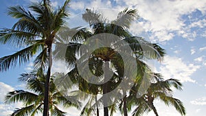 Palm trees on a Beautiful Sunny Day