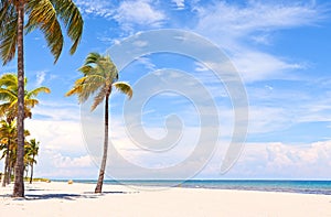 Palm trees on a beautiful sunny summer afternoon