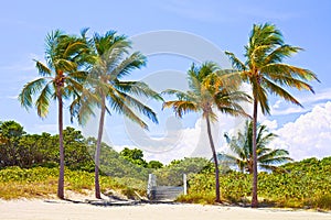 Palm trees on a beautiful sunny summer afternoon