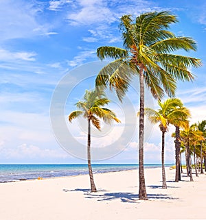 Palm trees on a beautiful sunny summer afternoon