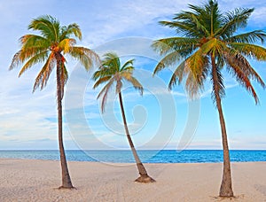 Palm trees on a beautiful sunny summer afternoon in Miami Beach