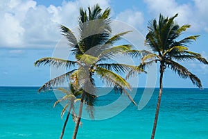 Palm Trees by a beautiful turquoise sea