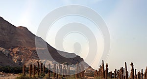 Lonely bush at the desert. View on the desert landscape in Israil. Dead sea area. photo