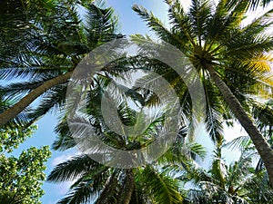 Palm trees from below - Kuramathi Maldives photo