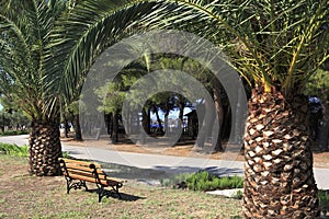 Palm trees and bench