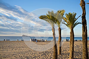 Palm trees on Benidorm beach