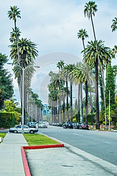 Palm trees at Beverly Gardens Park.