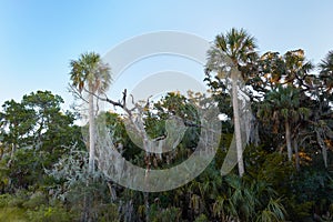 Palm Trees at Big Talbot Island, Florida photo