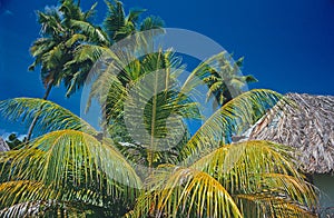 Palm trees on Bird Island in the Seychelles