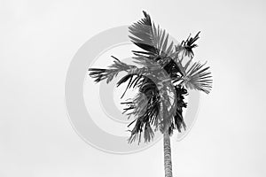 Palm trees with in black and white, bottom view