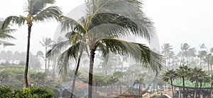 Palm trees blowing in hurricane winds