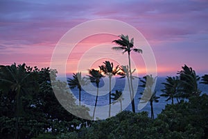 Palm Trees Blowing in Silhouette with Pink and Purple Sunset over Ocean