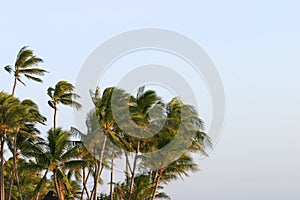 Palm Trees Blowing in the Wind