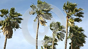 Palm trees blowing in the wind