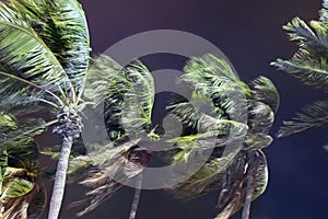 Palm trees blowing in the wind during hurricane