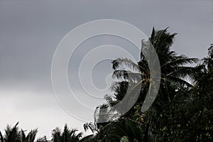 Palm trees blowing in the wind during hurricane