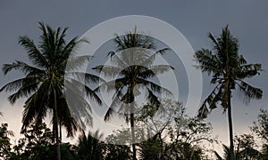 Palm trees blowing in the wind during hurricane