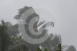 Palm trees blowing in the wind during hurricane