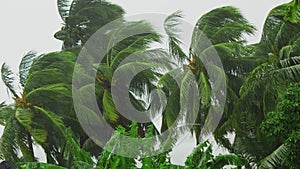 Palm trees blowing in the wind during hurricane