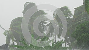 Palm trees blowing in the wind during hurricane