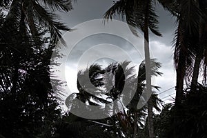 Palm trees blowing in the wind during hurricane