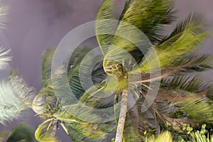 Palmera árboles soplo en viento durante huracán 