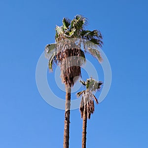 Palm trees blowing in the wind in Morocco