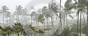Palm trees blowing in the wind and rain as a hurricane nears photo