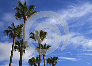 Palm trees on a blue cloudy sky background on a tropical beach.Vacation or travel concept.