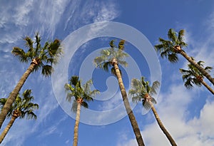 Palm trees on a blue cloudy sky background on a tropical beach.Vacation or travel concept.