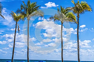 Palm Trees Blue Ocean Fort Lauderdale Beach Florida